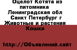 Оцелот.Котята из питомника. - Ленинградская обл., Санкт-Петербург г. Животные и растения » Кошки   